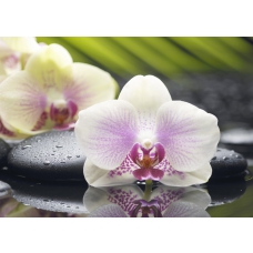 Азалия декор Орхидея 1 фисташковый 25x35