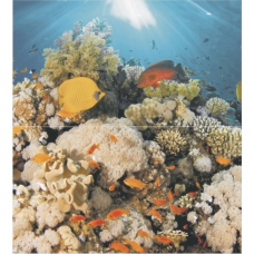 Dec Corals Panno (панно из 2шт) 50х45